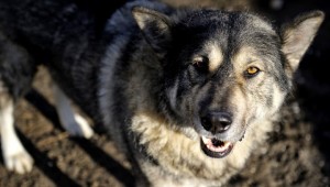 Image00010