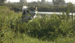 Laila2