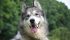 Baloo